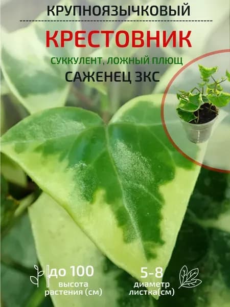 Крестовник крупноязычковый (суккулент, ложный плющ) ЗКС