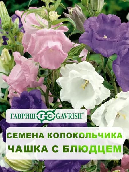 Семена двулетних цветов Колокольчик "Чашка с блюдцем"