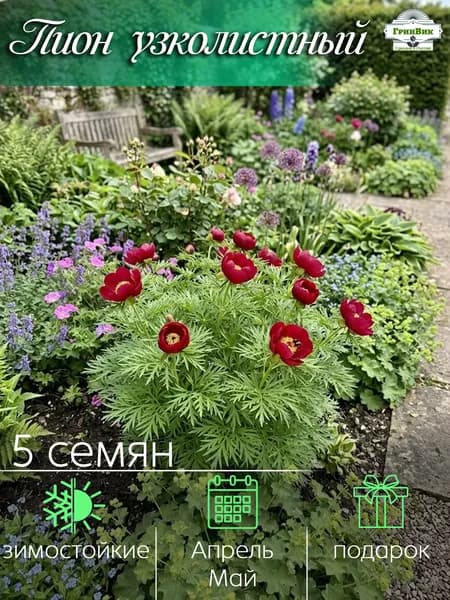 Семена ,5шт