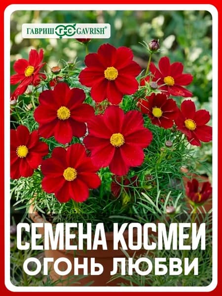 Семена Космея "Огонь любви" 0,3 гр, однолетние цветы для дачи, сада и огорода, клумбы, в открытый грунт, цветы из семян, в контейнер.