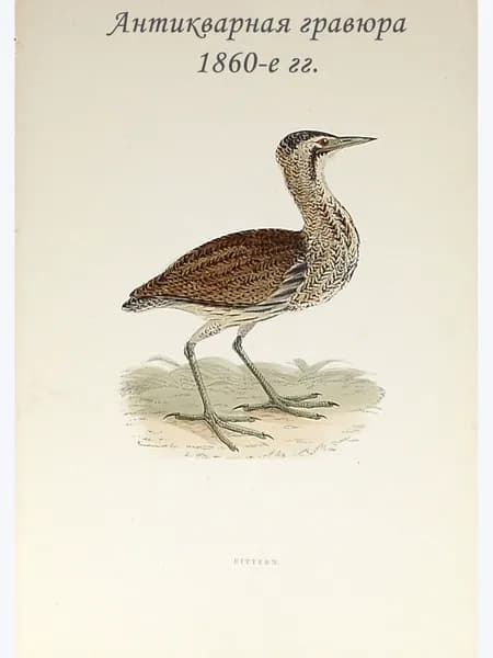 Антикварная гравюра с акварельной раскраской Большая выпь Англия, 1860-е годы Англия