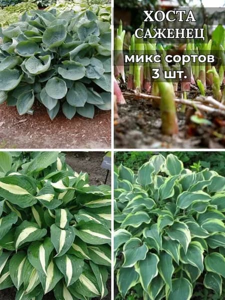 Хоста саженцы 3 штуки, микс сортов
