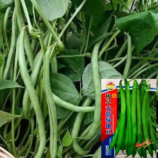 Семена кустовой спаржевой фасоли без волокон для горшечного выращивания