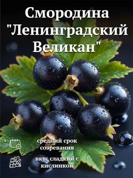 Смородина саженцы морозостойкие черная Ленинградский великан
