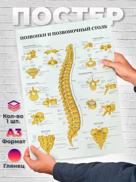 Постер "Анатомия Позвонки и позвоночный столб А3", 42х29.7 см