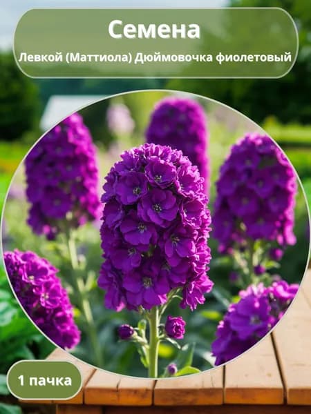Левкой (Маттиола) Дюймовочка фиолетовый, семена 10 шт