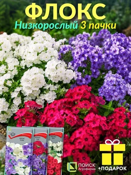 Семена флоксов однолетних низкорослых