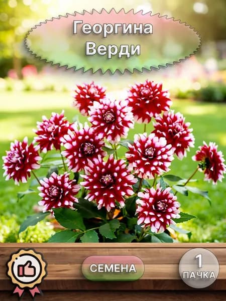 Георгина Верди, семена 10 шт