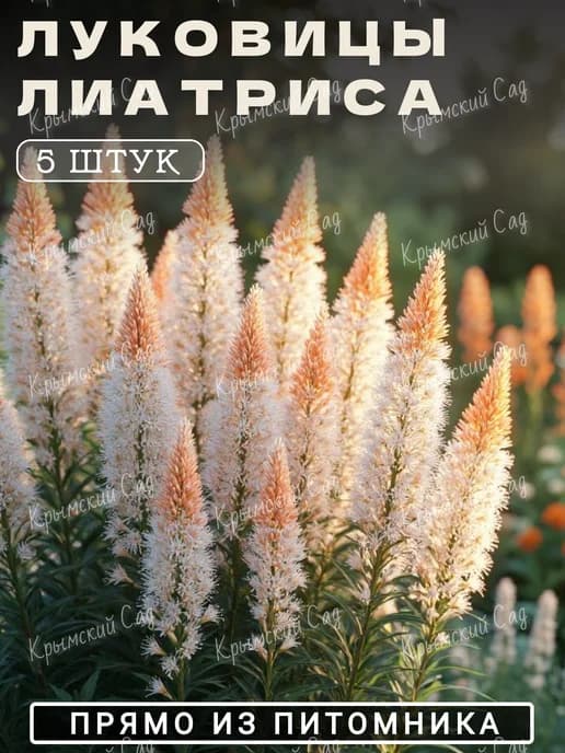 Лиатрис луковицы для посадки 5шт