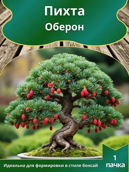 Пихта Оберон , семена 10 шт. (бонсай)