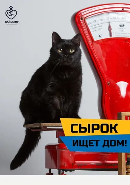 Помочь Сырку найти дом