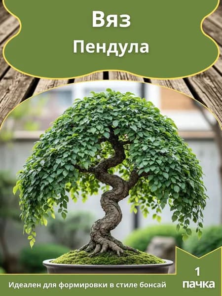 Вяз Пендула , семена 10 шт. (бонсай)