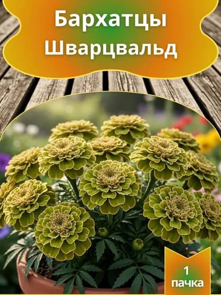 Бархатцы Шварцвальд , семена 10 шт.