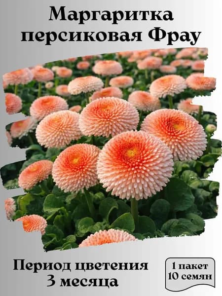 Маргаритка персиковая Фрау, семена, 10 шт.