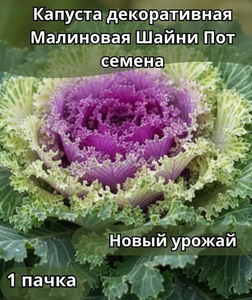 Капуста декоративная Малиновая Шайни Пот, семена 10шт