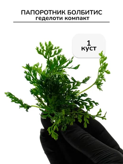 Папоротник Болбитис геделоти Компакт 1 куст
