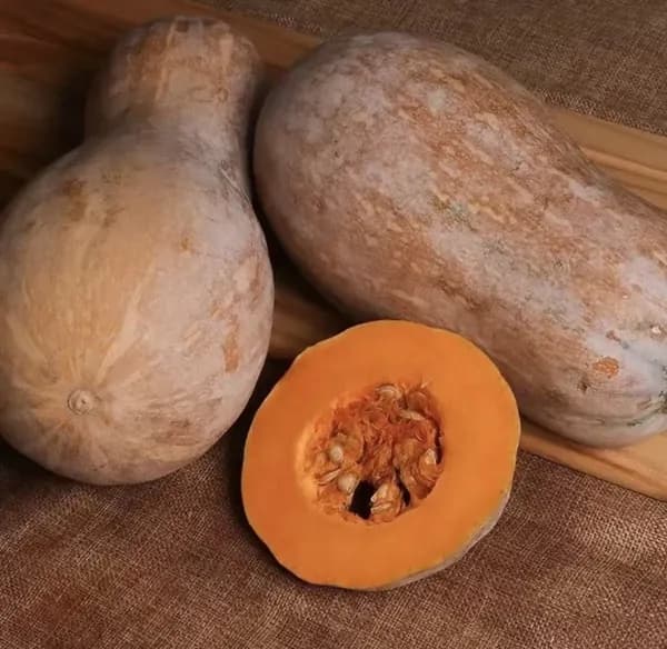 Тыква Медовая гитара 20шт