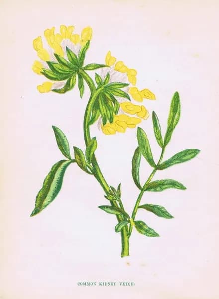 Анна Пратт. Цветы. Язвенник ранозаживляющий (зольник, заячий клевер). Антикварная хромолитография. Англия, 1852 год