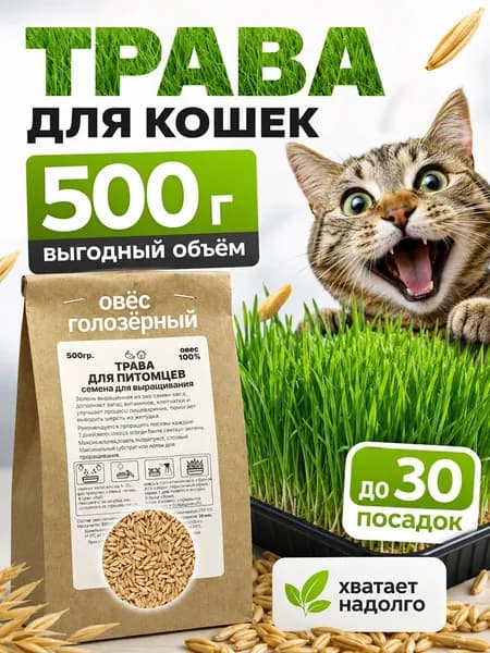 Трава для кошек. Семена овса для выращивания травы для кошек
