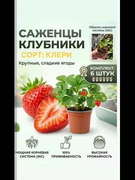 Саженцы клубники Клери