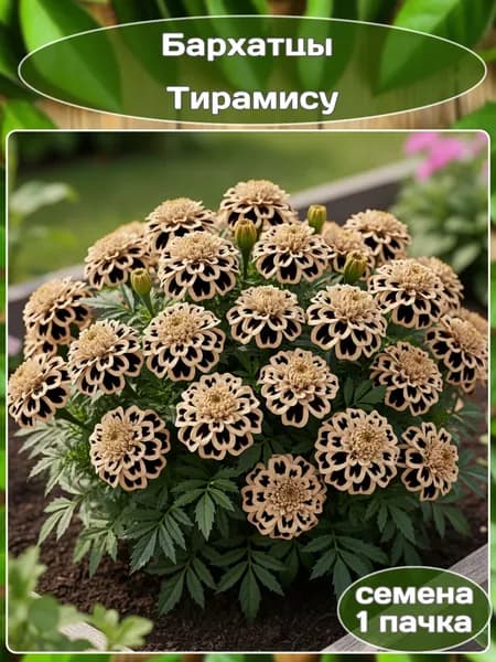 Бархатцы Тирамису, семена 10 шт