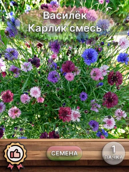 Василёк Карлик смесь пастельных оттенков, семена 10 шт
