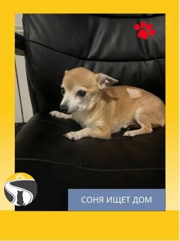 Помочь собаке Соне найти дом