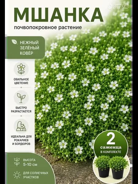 Мшанка саженец ЗКС 2 шт почвопокровное растение