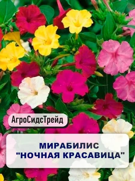 Семена однолетних цветов Мирабилис "Ночная красавица" для сада , огорода , дачи и дома / В грунт / Мирабилис семена