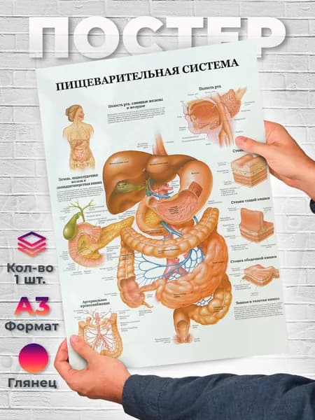 Постер "Пищеварительная система человека А3", 42 см х 29.7 см