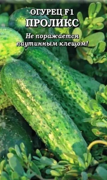 Коллекционные семена огурца Проликс F1