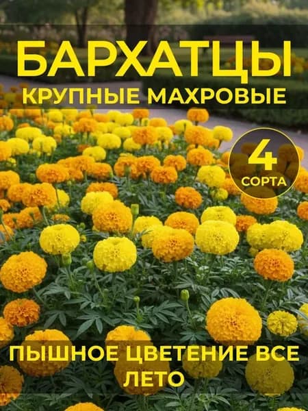 Семена цветов бархатцев низкорослые махровые для сада