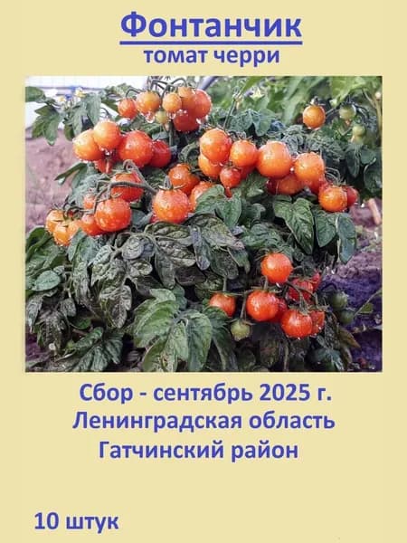 Семена, Фонтанчик, томат черри