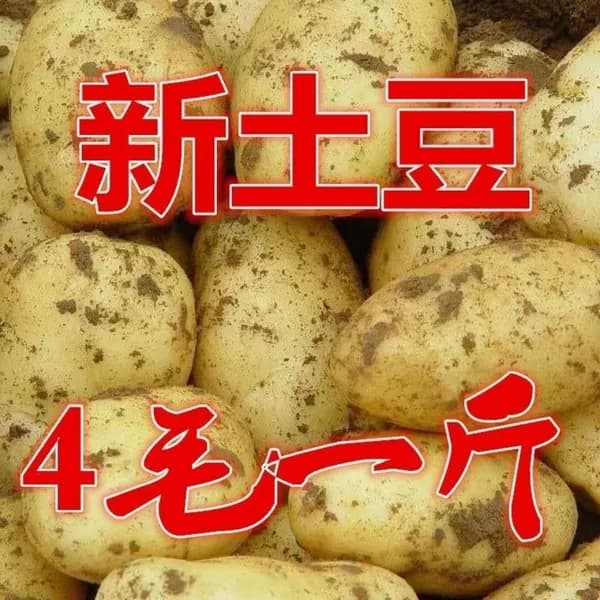 Картофель белый фермерский свежий качественный белый картофель