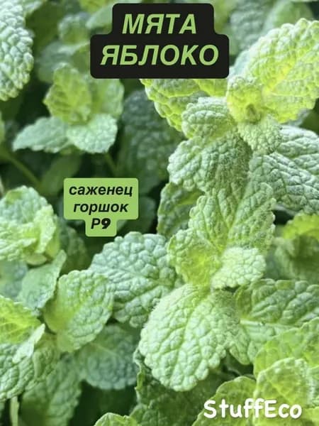 Мята яблочная саженцы