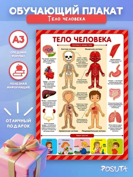 Обучающие постеры на стену Тело человека