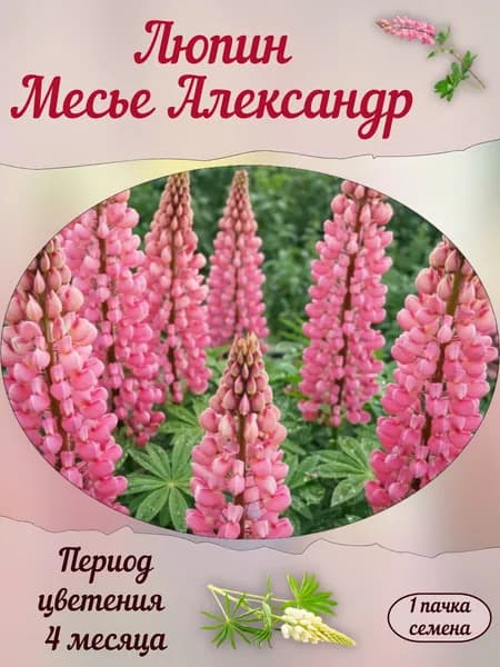 Люпин Месье Александр, семена, 10 шт.