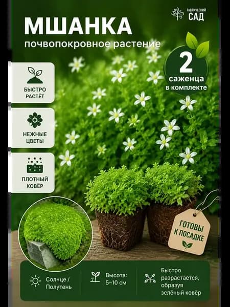 Мшанка саженец почвопокровное растение 2 шт