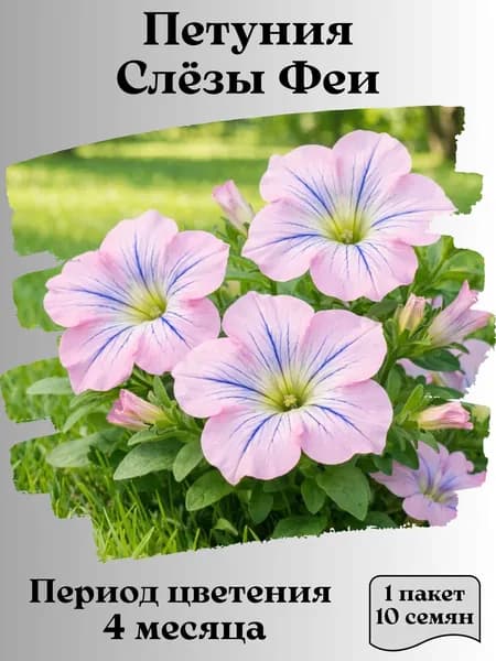 Петуния Слёзы Феи, семена, 10 шт.