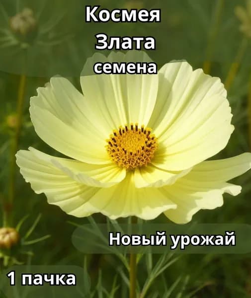 Космея Злата, семена 10шт