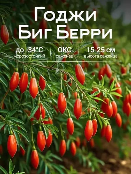 Годжи саженец дереза Биг Берри плодовые кустарники