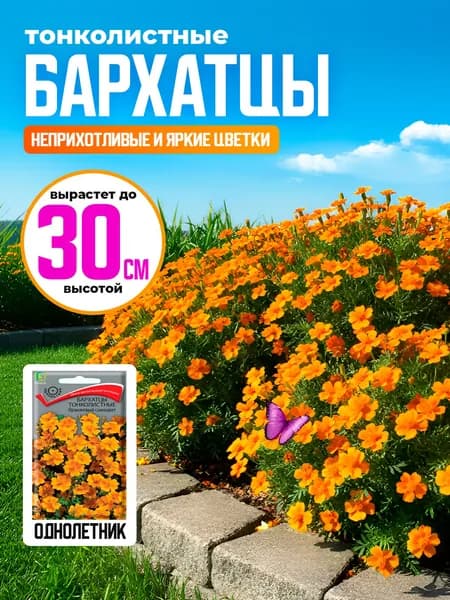 Семена цветов Бархатцы тонколистные Оранжевый самоцвет Тагетес (ЦВ) ("1) 0,1гр.