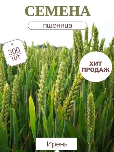 Семена пшеницы 300 шт. проращивание микрозелени, витграсса и кошачьей травы, высокая всхожесть