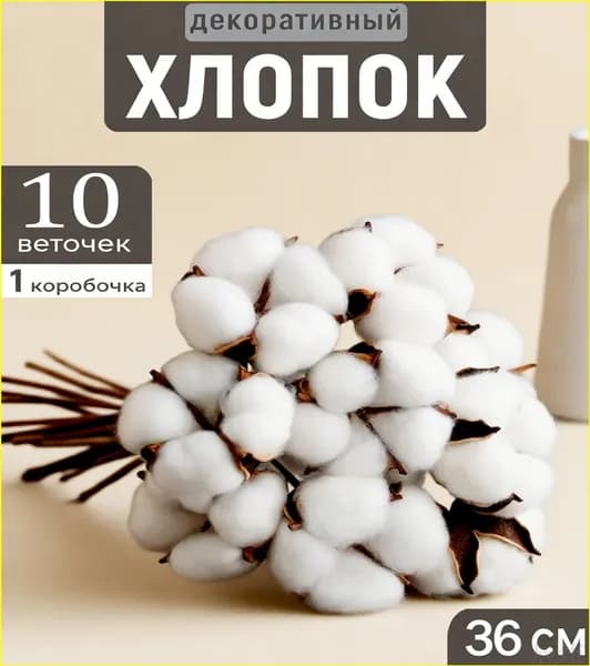 Сухоцветы Хлопок, 36 см, 10 шт