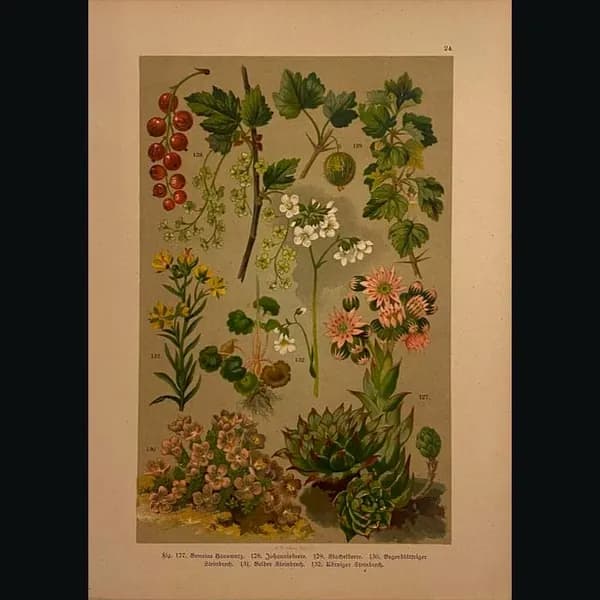 Гравюра антикварная "Ботаника. Естественная история. Полевые цветы". 1896 г.