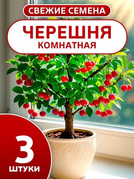 Семена черешни для выращивания