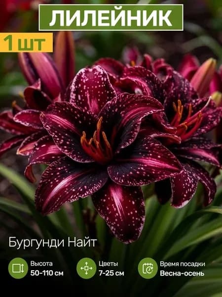 Саженцы Лилейника