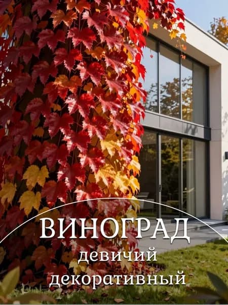Девичий виноград саженец морозостойкий