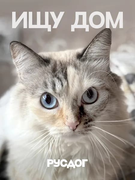 Помочь Анфисе найти дом