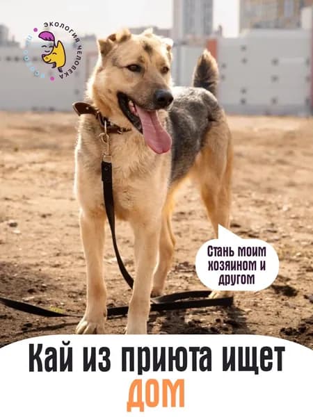 Помочь Каю найти дом